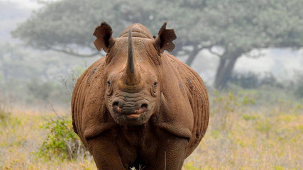 Black Rhino © lucas