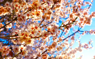 Cherry Blossom trees, Nature and Spring time background. 