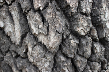 bark of a tree