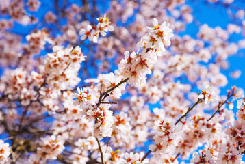 Cherry Blossom trees, Nature and Spring time background. 