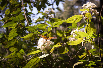 flower and butterfly