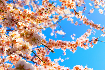 Cherry Blossom trees, Nature and Spring time background. 