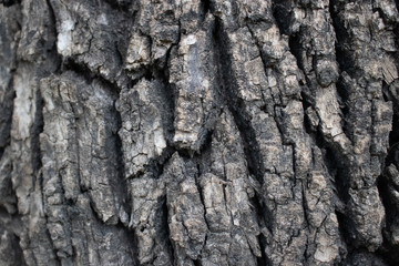 bark of a tree