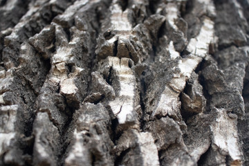 bark of a tree