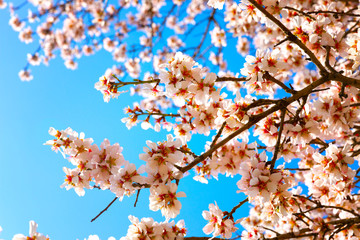 Cherry Blossom trees, Nature and Spring time background. 
