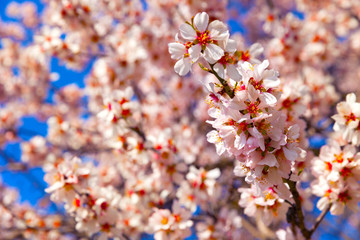 Cherry Blossom trees, Nature and Spring time background. 