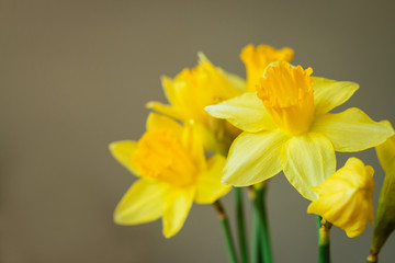 The bouquet of yellow narcissus flowers on pastel background.