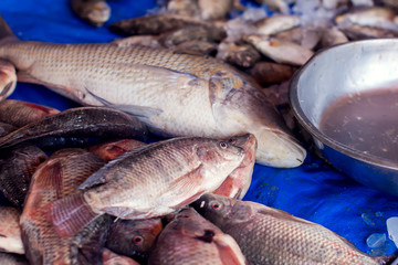 A lot of different kind of fish in market