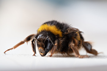 Densely furry resting bumblebee