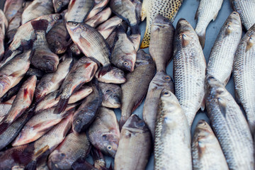 Obraz premium A lot of different kind of fish in market