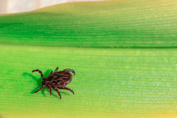 close-up. A dangerous parasite and infection carrier mite sitting on a green leaf