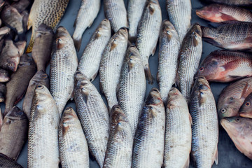 A lot of different kind of fish in market