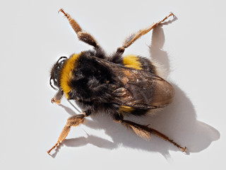 Bumblebee from the bird´s eye view