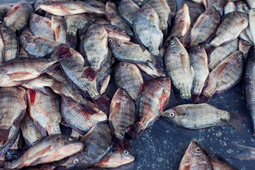A lot of different kind of fish in market