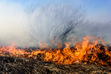 Burning bush field, which is a dangerous global warming. Smoke pollution.