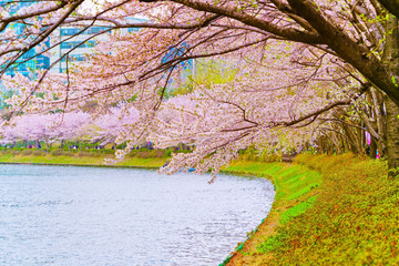 View of the cherry blossoms in spring at Songpa Naru Park in Seoul, South Korea.