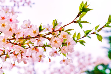 View of the cherry blossoms in spring in Seoul, South Korea.
