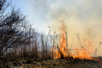 Burning bush field, which is a dangerous global warming. Smoke pollution.