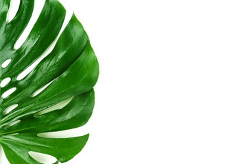 Fototapeta na wymiar Green leaf tropical monstera isolated on white background top view. Minimal floral background.Copy space
