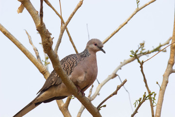 Dove bird Sitting on the Tree Branch in its Natural Habitat