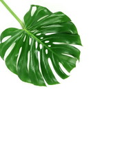 Green leaf tropical monstera isolated on white background top view. Minimal floral background.Copy space