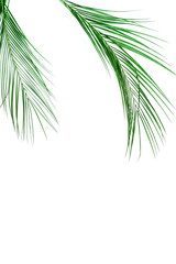 tropical green palm leaves, branches pattern frame isolated on a white background. flat lay, top view.copy space.abstract.