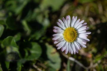 Fototapeta premium little daisy in meadow