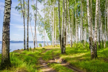 Foto op Plexiglas Berkenbos Berkenbos aan de rivier in de zomer op een zonnige dag, de rand van het bos met gras.