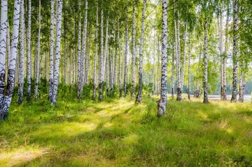Foto op Plexiglas Berkenbos Berkenbos aan de rivier in de zomer op een zonnige dag, de rand van het bos met gras.