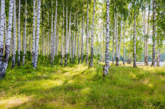 Birch grove on the river in the summer on a Sunny day, the edge of the forest with grass.