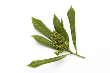 Obraz premium Dried flowers on white background. Flat lay, top view.