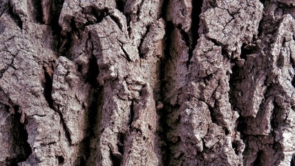 Spring photo backgrounds