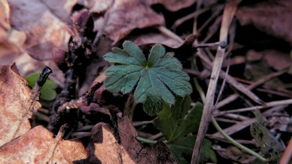 Spring photo backgrounds