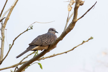 Dove bird Sitting on the Tree Branch in its Natural Habitat