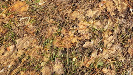 Spring photo backgrounds