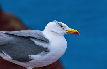 Seagull take a break