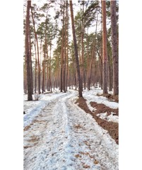 The road in the forest day. in Sosnovy Bor