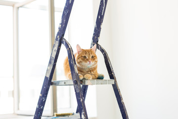 Repair, painting the walls, the cat sits on the stepladder. Funny picture