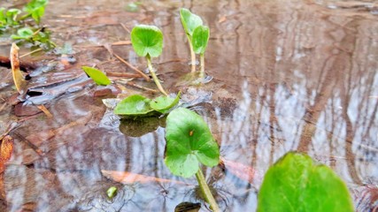 Spring flowers bloom