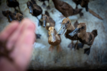 Man feeds ducks at Langkawi Wildlife Park