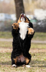 Bernese Mountain Dog puppy on the lawn