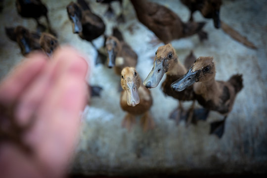 Man feeds ducks at Langkawi Wildlife Park