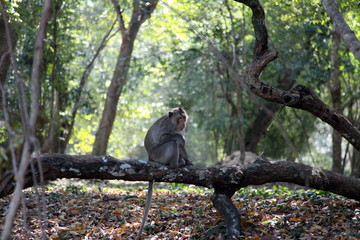  Monkey in Cambodian Forest