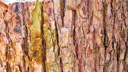 Background of forest, logs, trees, land