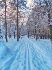 The road in the forest day. in Sosnovy Bor