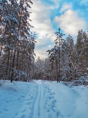 Landscape in the forest on a spring day.Green grass.Road