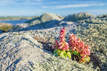 Red Bells of  Wild Pennywort Plant on Mossy Cliffs