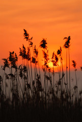 reed silhouettes, sunset