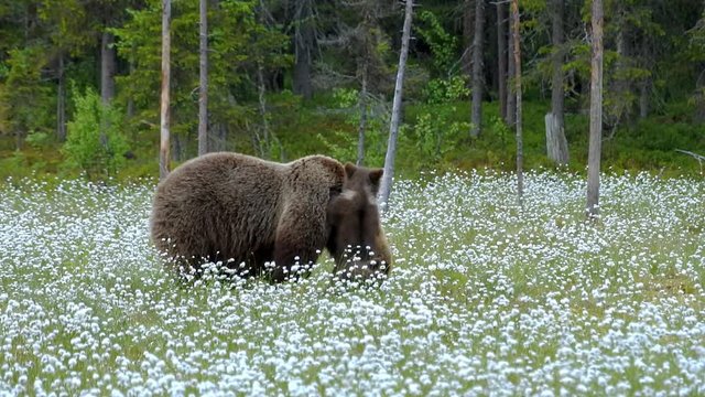 Brown bear mother with three cubs. Cubs are standing on their hind legs and leaning against mother bear.