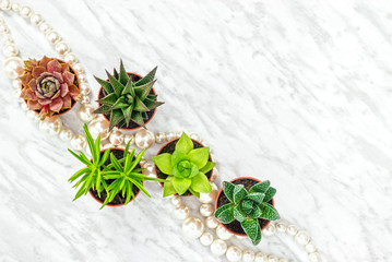 Obraz na płótnie Canvas Succulent plants and pearl necklace